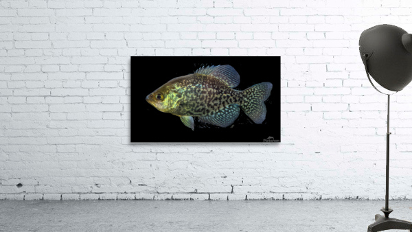 GoldenFish Wall Preview