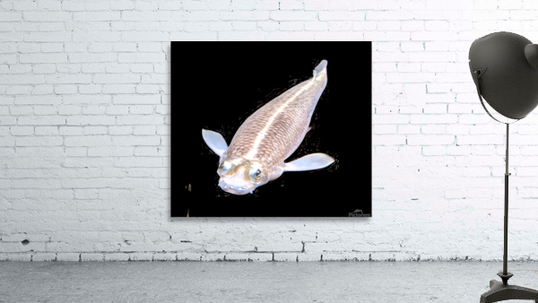 KoiFish3 Wall Preview