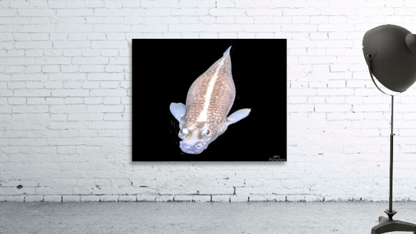 KoiFish2 Wall Preview