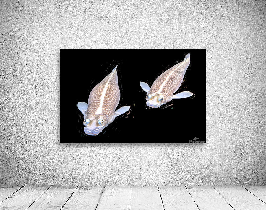 KoiFish1 Wall Preview