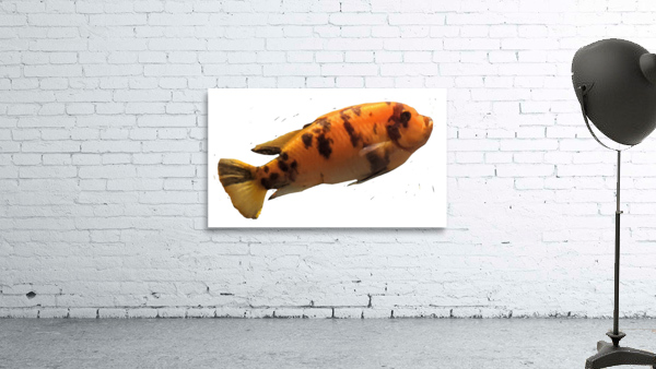 OrangeFish2 Wall Preview