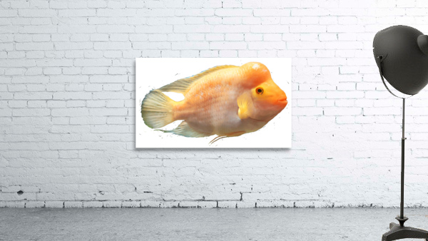 OrangeFishs Wall Preview