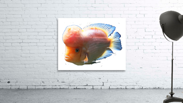 OrangeFishs2 Wall Preview