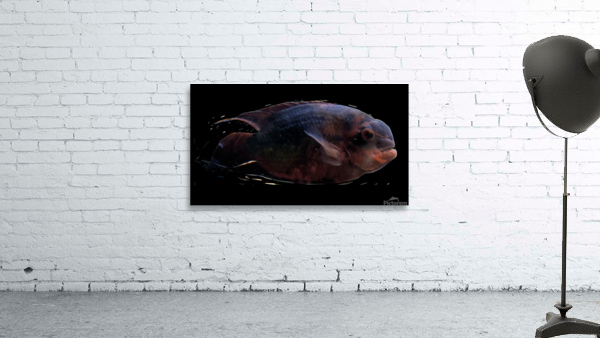 RedBlackFish Wall Preview