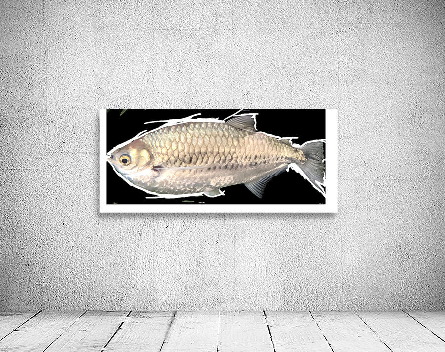 SilverFish Wall Preview