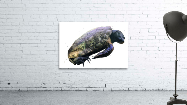 Turtle2 Wall Preview