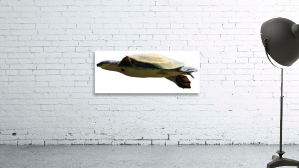 Turtle Wall Preview