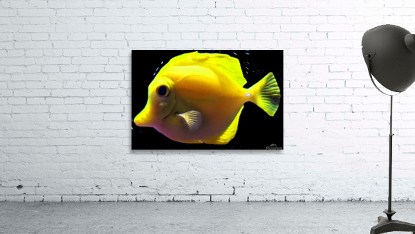YellowFish3 Wall Preview