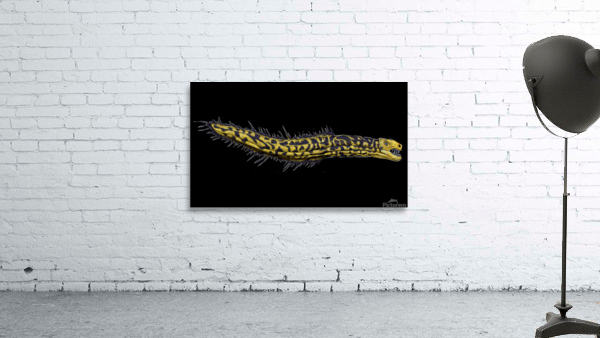YellowSerpent trans3 update Wall Preview