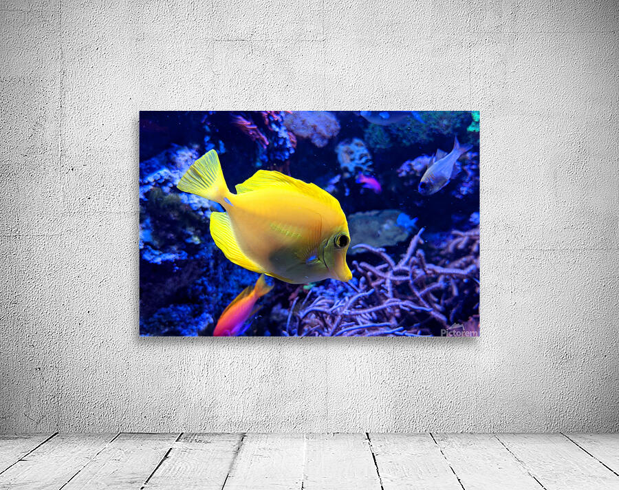 YellowFish Wall Preview