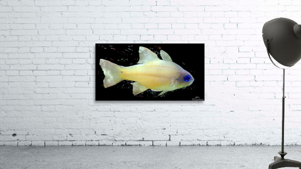 YellowFishCharacter2 Wall Preview