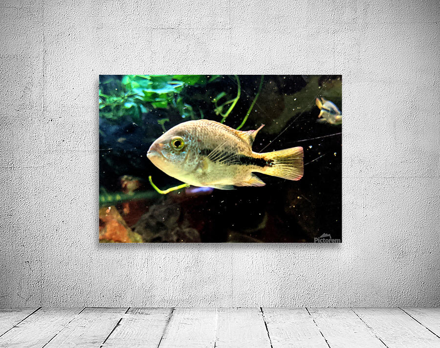 WhiteandBlackFish Wall Preview