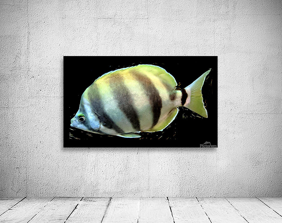 YellowandWhiteFish Wall Preview