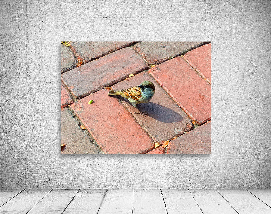 Bird Wall Preview