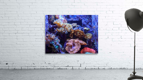 AquariumFishTank2 Wall Preview