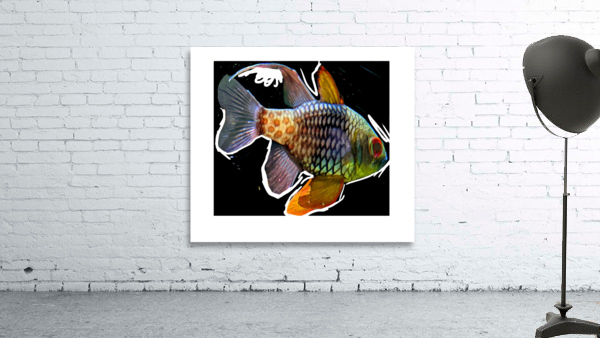 ColoredFish Wall Preview