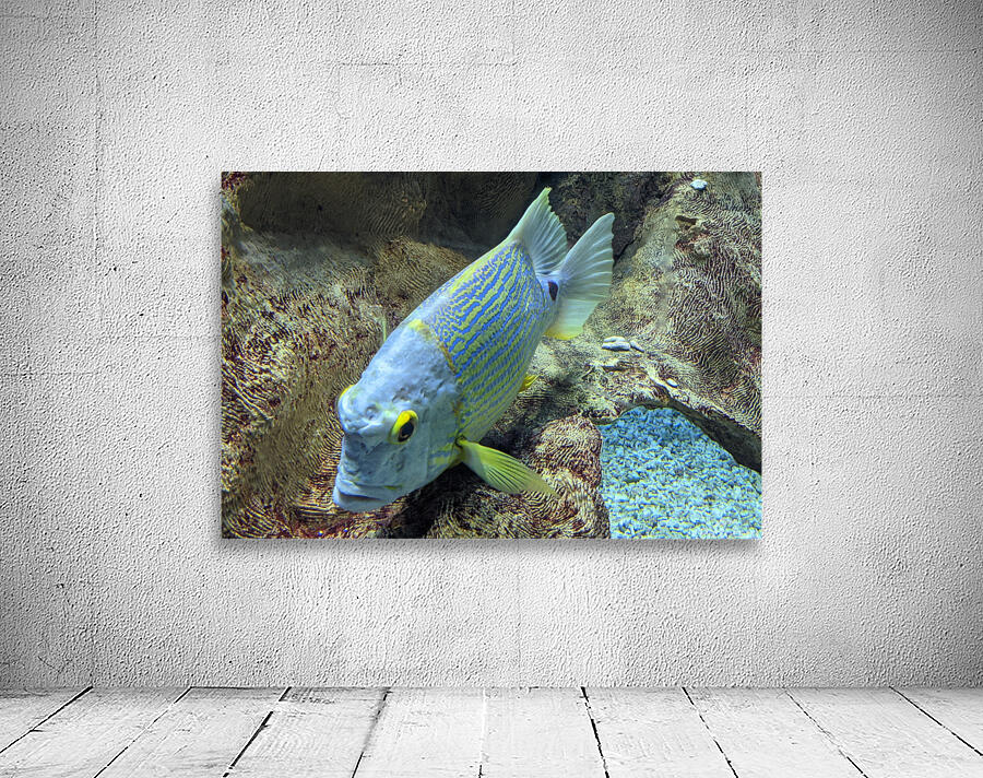 BlueYellowFish Wall Preview