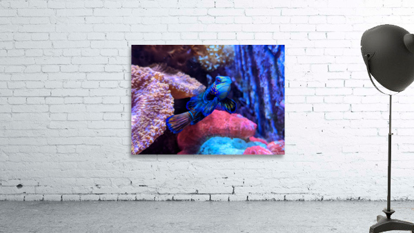 BlueFish Wall Preview