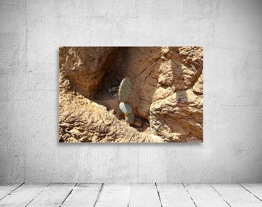 Cactus Wall Preview
