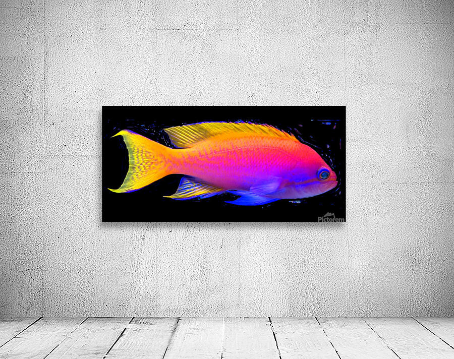 ColorfulFish2 Wall Preview