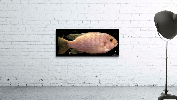 CreamPeachFish Wall Preview