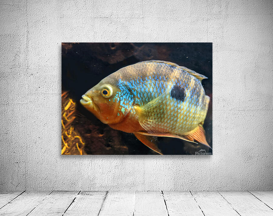 ColorfulFish Wall Preview