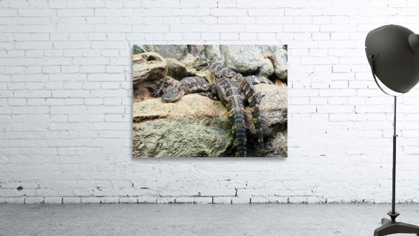Crocodiles Wall Preview