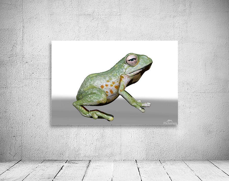 kelly johnson frog6 Wall Preview
