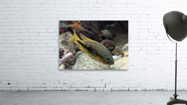 GreenOrangeFish Wall Preview