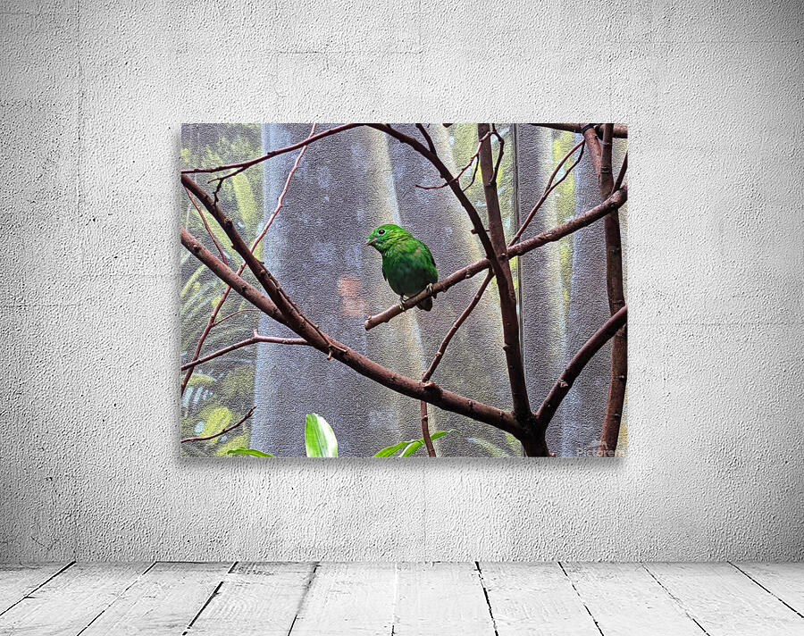 GreenBird Wall Preview