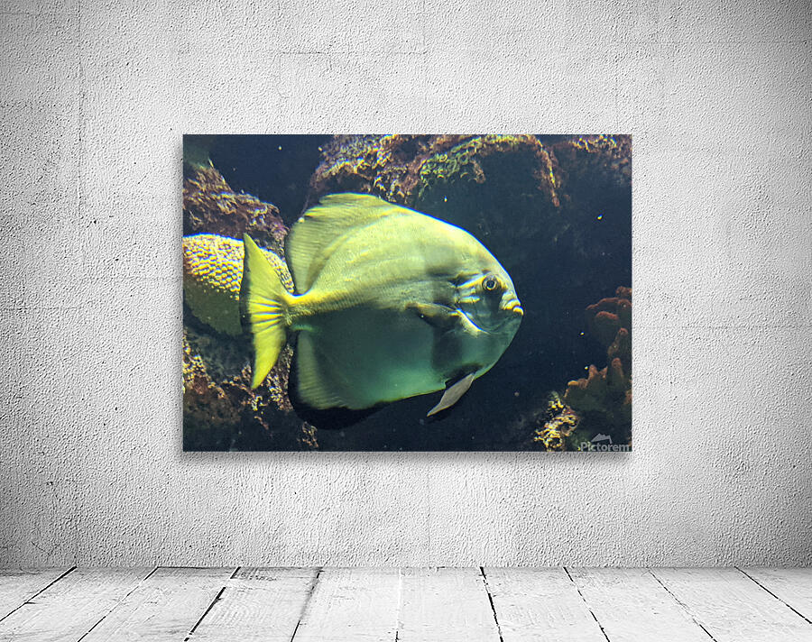 Fish Wall Preview