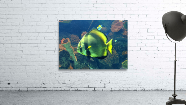 GreenFish Wall Preview