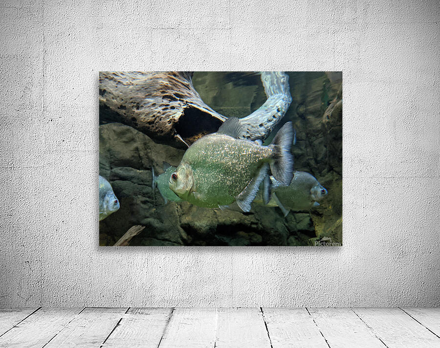 GlitterGreenFish Wall Preview