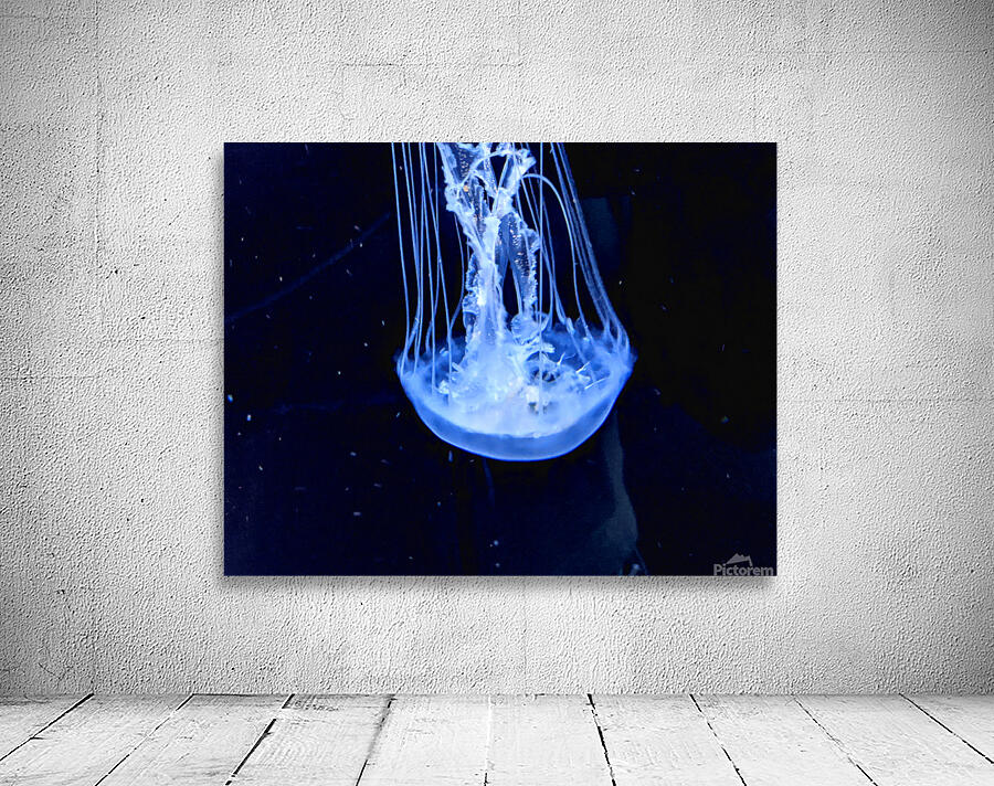 JellyFish Wall Preview