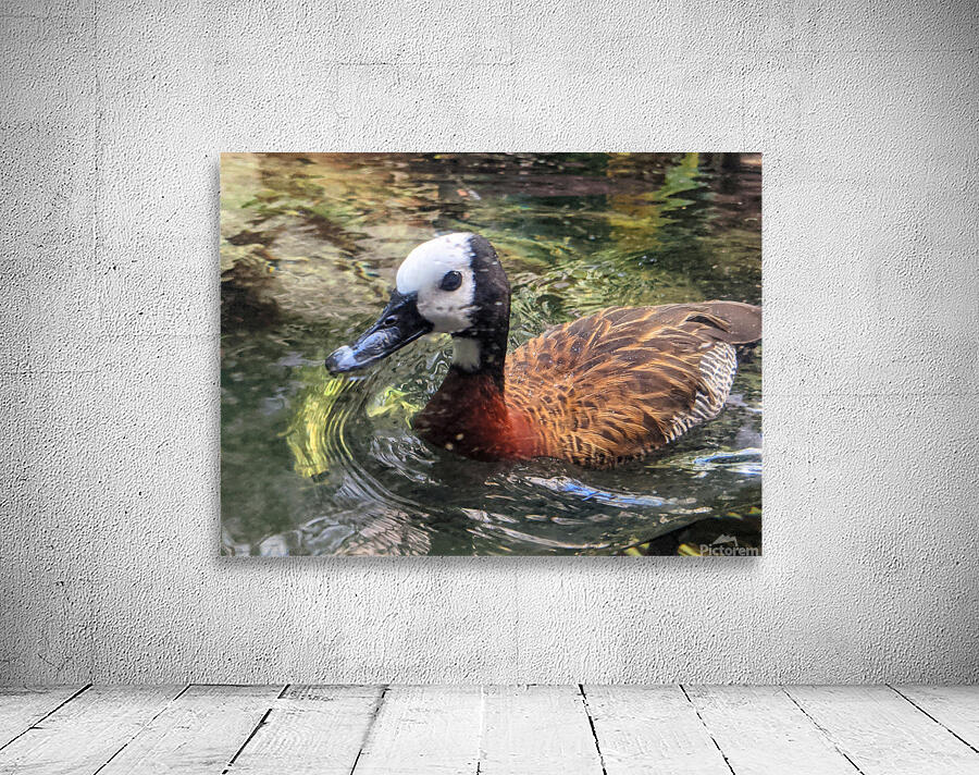 Duck Wall Preview