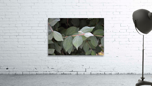 GreenLeaves3 Wall Preview