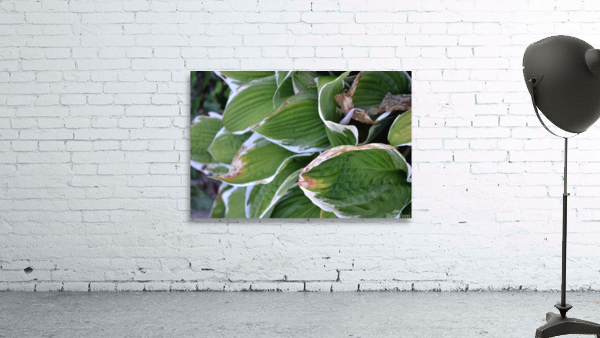 GreenLeaves Wall Preview