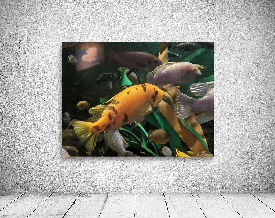 OrangeFish Wall Preview