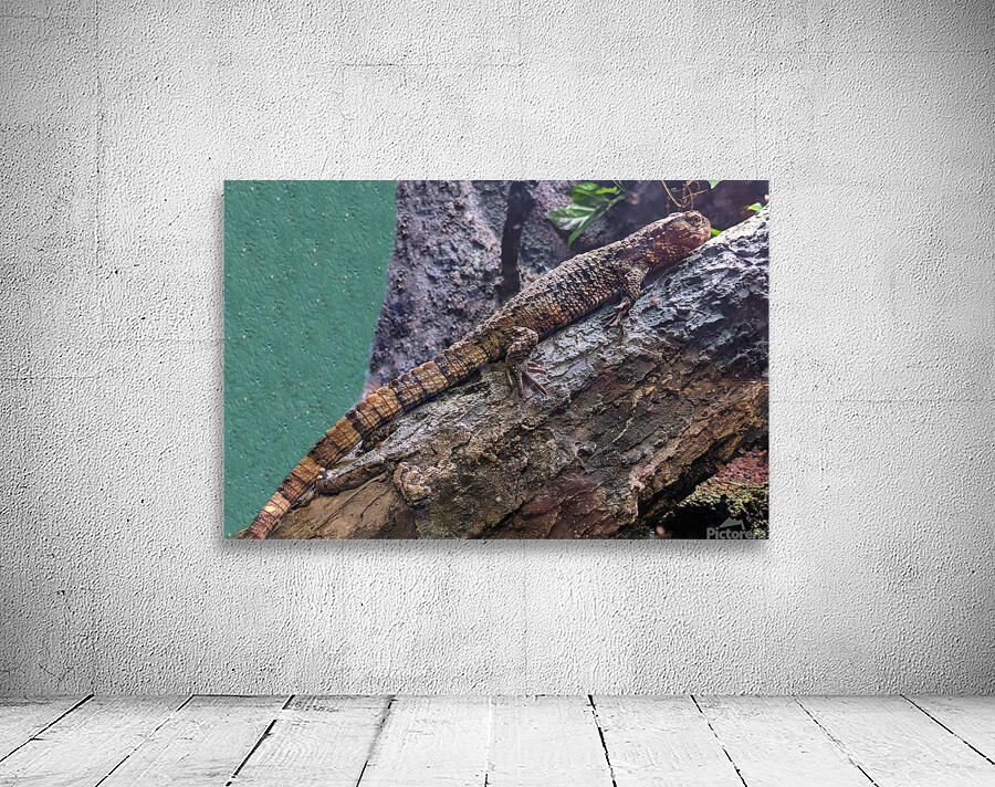 Lizard Wall Preview