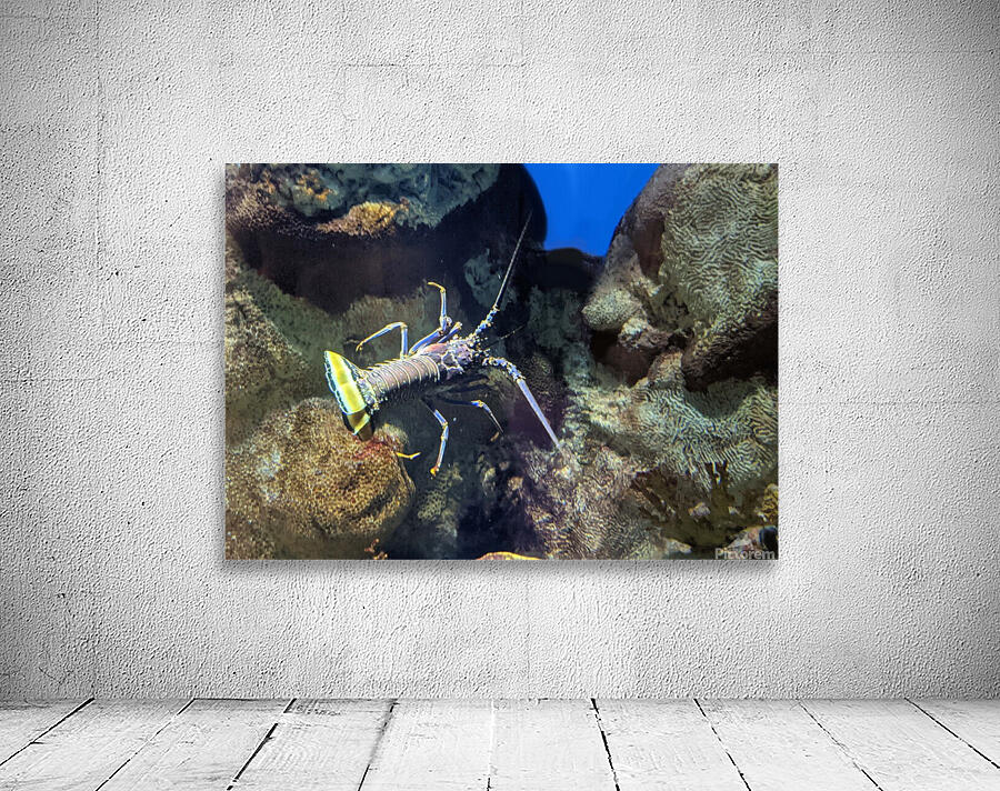 Lobster Wall Preview
