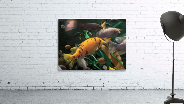 OrangeFish Wall Preview