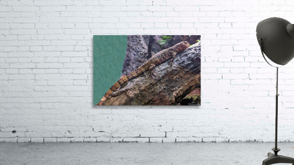 Lizard Wall Preview