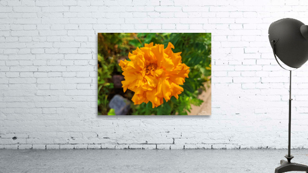 OrangeFlower Wall Preview
