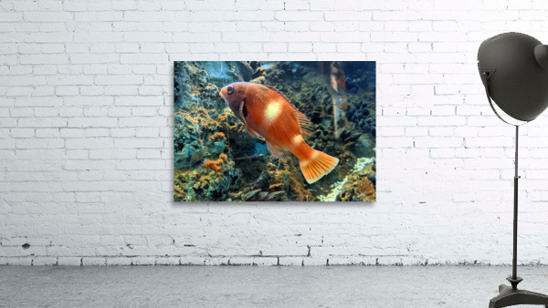 OrangeFishScene Wall Preview