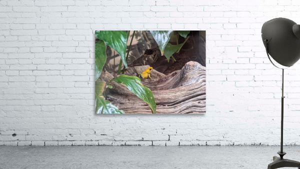 Toad Wall Preview
