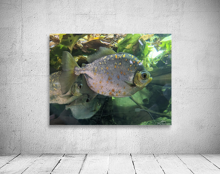 Colorful Fish Wall Preview