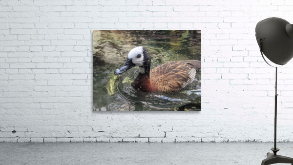 Duck Wall Preview