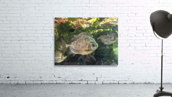 Colorful Fish Wall Preview