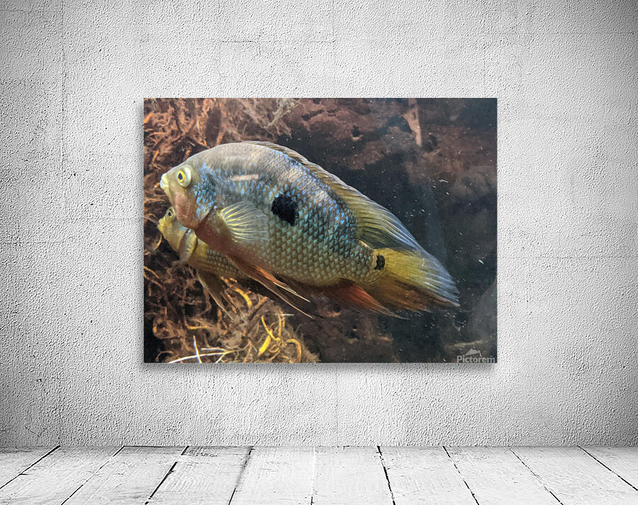 Colorful Fish Wall Preview
