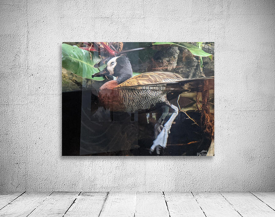Duck Wall Preview